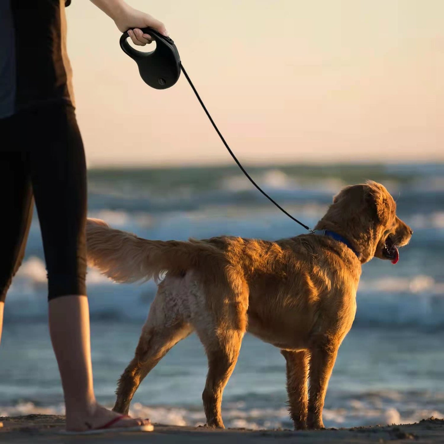 enrgticdg 16Ft Retractable Dog Leash. Chosen for real quality, fits naturally into modern pet homes.
