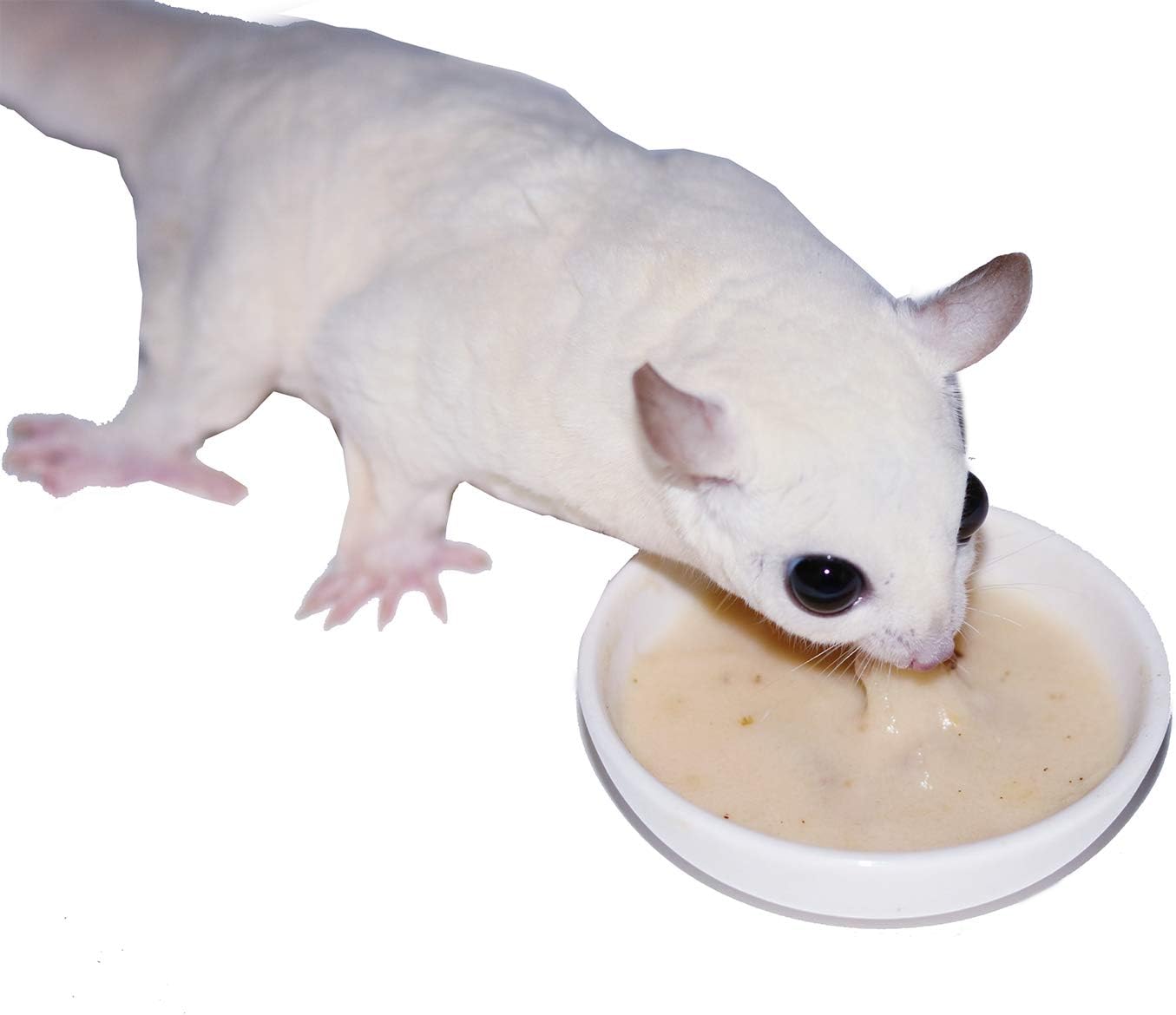 Gliderade Nectar - Vitamin-Enriched Healthy Nectar Supplement - Powdered Mix - Provides Necessary Carbohydrates for Sugar Gliders (4 oz.)