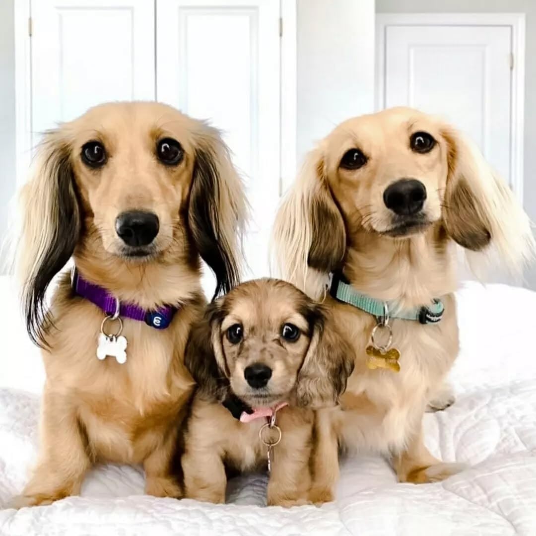 Blueberry Pet Essentials X-Small Dog Collar in Blazing Yellow | Adjustable & Eco-Friendly Durable Nylon Strap | Classic Collar for X-Small Dogs, Boy & Girl Pets