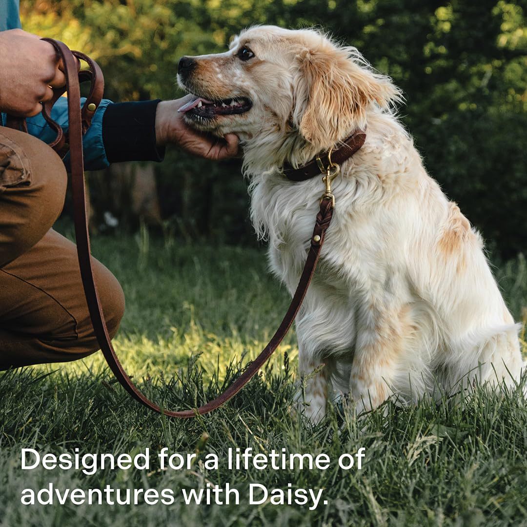 Scout Supply Classic Leather Dog Collar | Heavy Duty. Chosen for real quality, fits naturally into