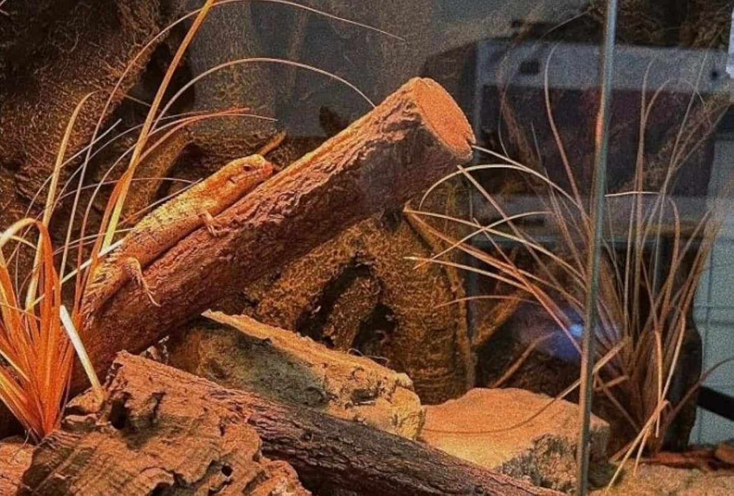 Reptile Terrarium Plants, Bearded Dragon Tank Decor Accessories for Ball Python Leopard Gecko Tree Frog Tarantula Lizard Corn Snake Tortoise Chameleon Crested Gecko - Fake Desert Dry Grass