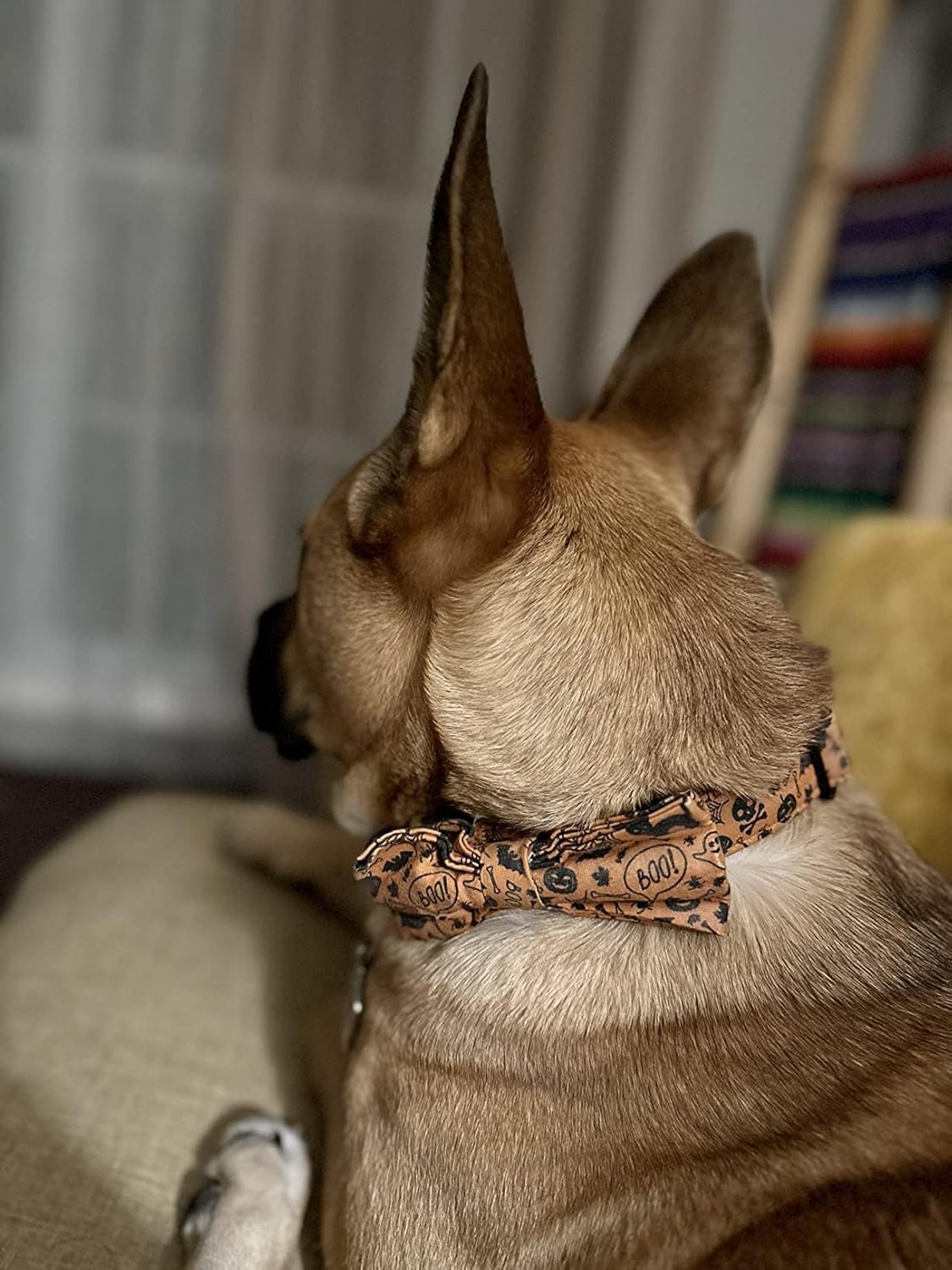 Lionet Paws Halloween Dog Collar with Bowtie - Cute Cotton Adjustable Fall Bowtie Dog Collar with Metal Buckle for Small Medium Large Dog Girl Boy Gift, S, Neck 10-16in