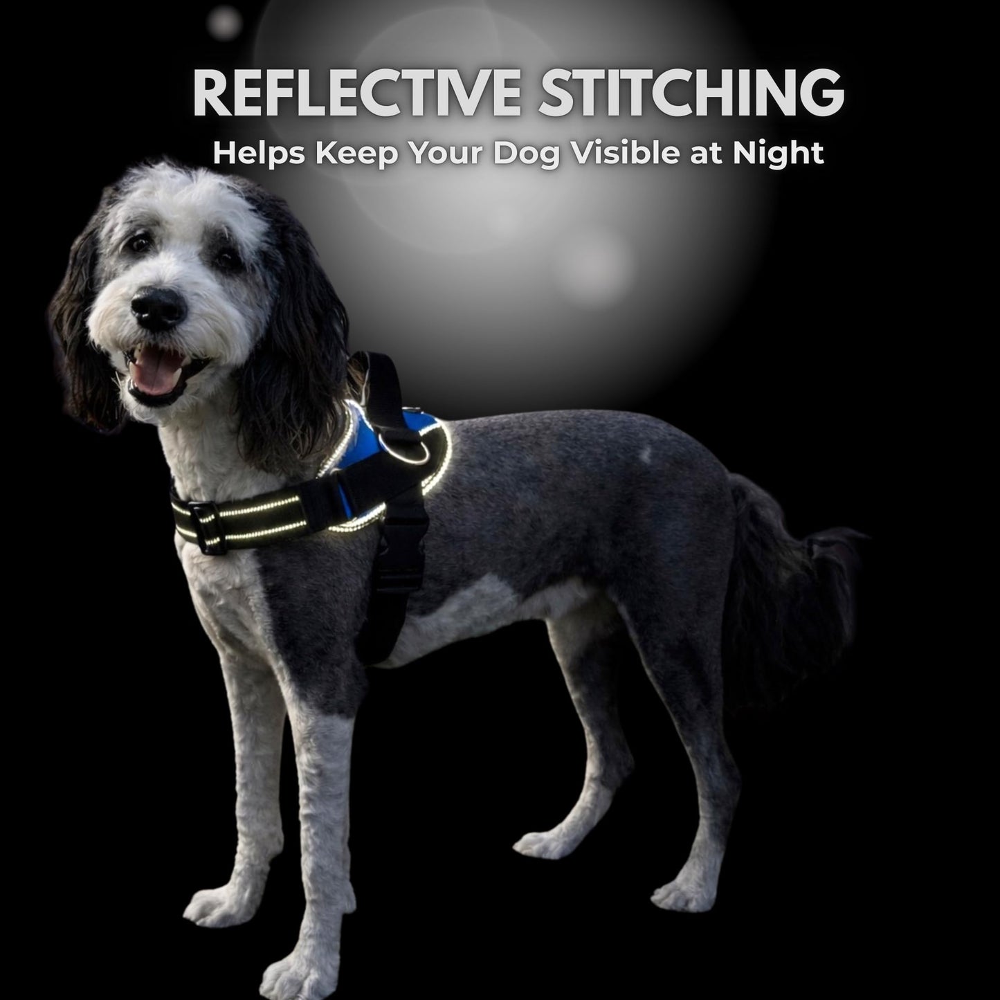 ShawnCo Essential Dog Harness. Chosen for real quality, fits naturally into modern pet homes.