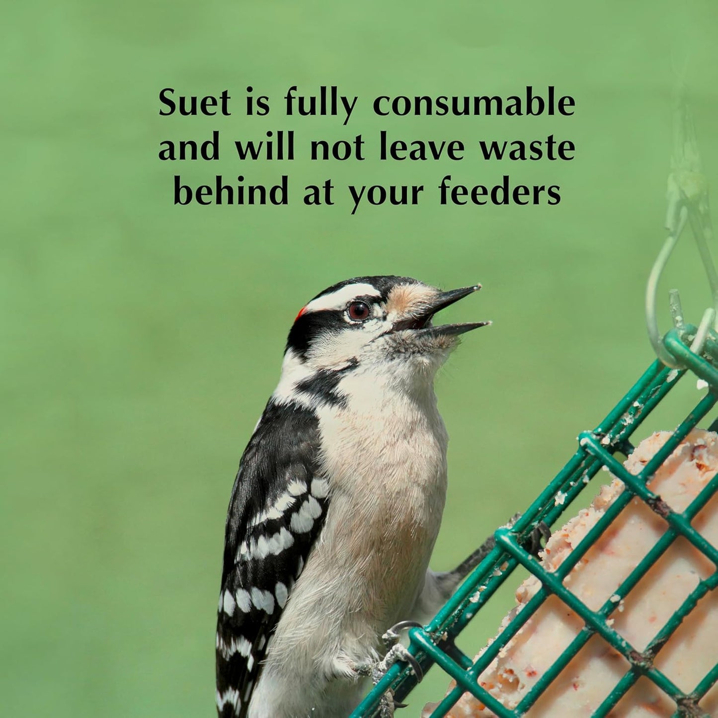 C&S Insect Delight No Melt Suet Dough 11.75 Ounces 8 Pack