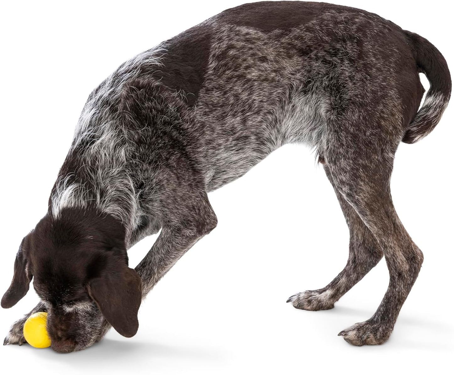 WEST PAW Boundr Ball Dog Fetch Toy – Bouncing Toys for Dogs, Fetch, Catch, Chewing, Play – Floatable, Recyclable Balls – Small Dandelion Yellow/Hot Pink 2-Pack