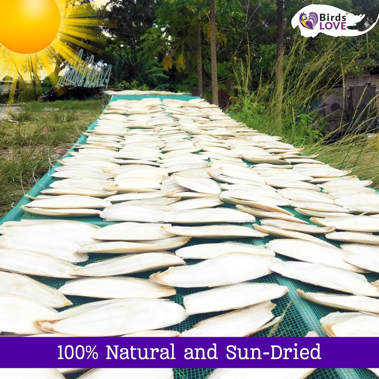 Birds LOVE Natural Cuttlebone – Premium Calcium & Trace Mineral Supplement for Tortoises, Snails, Parakeets, Cockatiels, and All Birds - 6 Pack of 7.5 to 8"