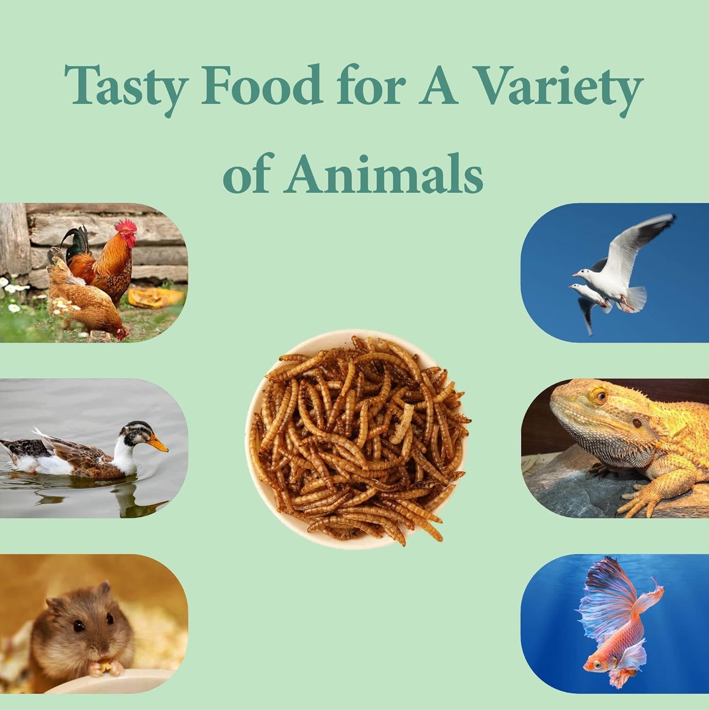 2LB Dried Mealworms for Poultry, Wild Birds,Tasty Bird Food