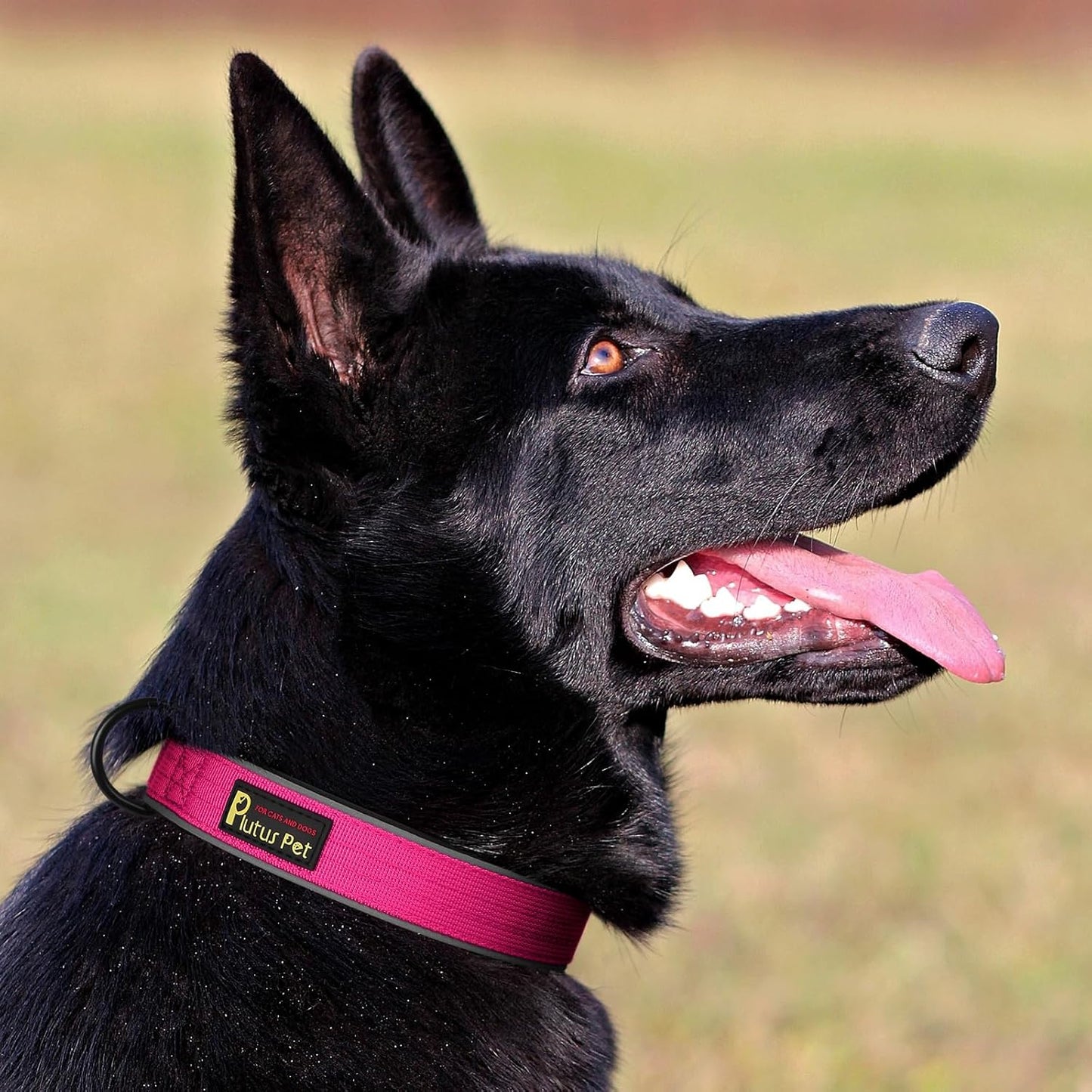 Plutus Pet Tactical Dog Collar, Reflective, Adjustable Heavy Duty Dog Collar, Soft Padded and Comfortable, for Small Medium and Large Dogs (Hot Pink, M)