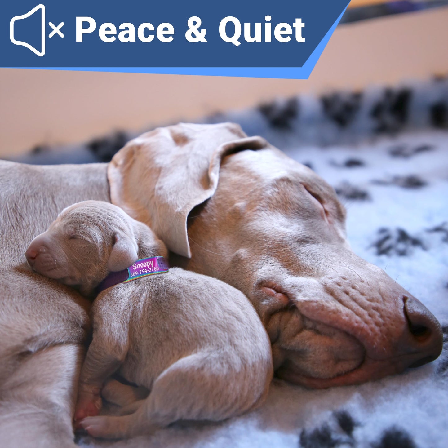 GoTags Slide. Chosen for real quality, fits naturally into modern pet homes.