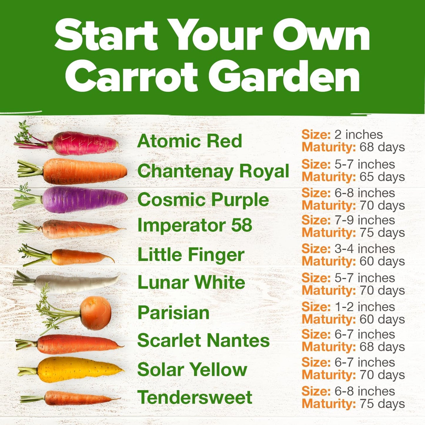 HOME GROWN ๐จ๐ฆ๐ ๐ฃ๐ฅ๐๐ ๐๐จ๐ Rainbow Carrot Seeds โ 2500+ Heirloom Seeds (10 Varieties) โ High Germination, ๐ก๐ข๐ก-๐๐ ๐ข Vegetable Seeds for Planting Indoors or Outdoor Home Garden