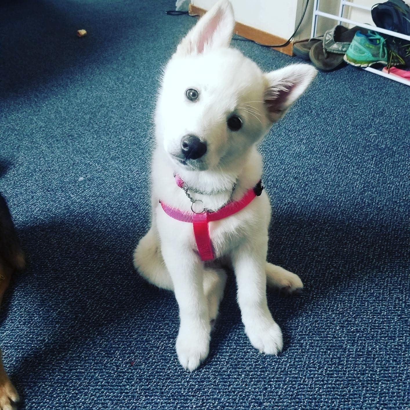 PUPTECK No Pull Dog Harness Soft Adjustable Basic Nylon Step in Puppy Vest Outdoor Walking with ID Tag X-Small DeepPink