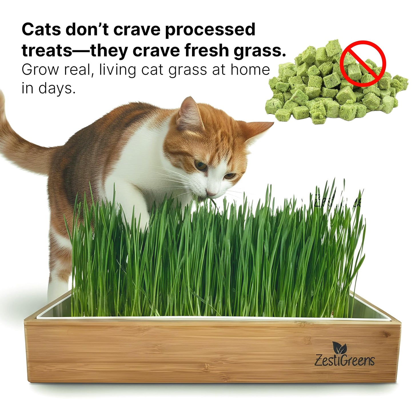 Cat Grass for Indoor Cats. Chosen for real quality, fits naturally into modern pet homes.