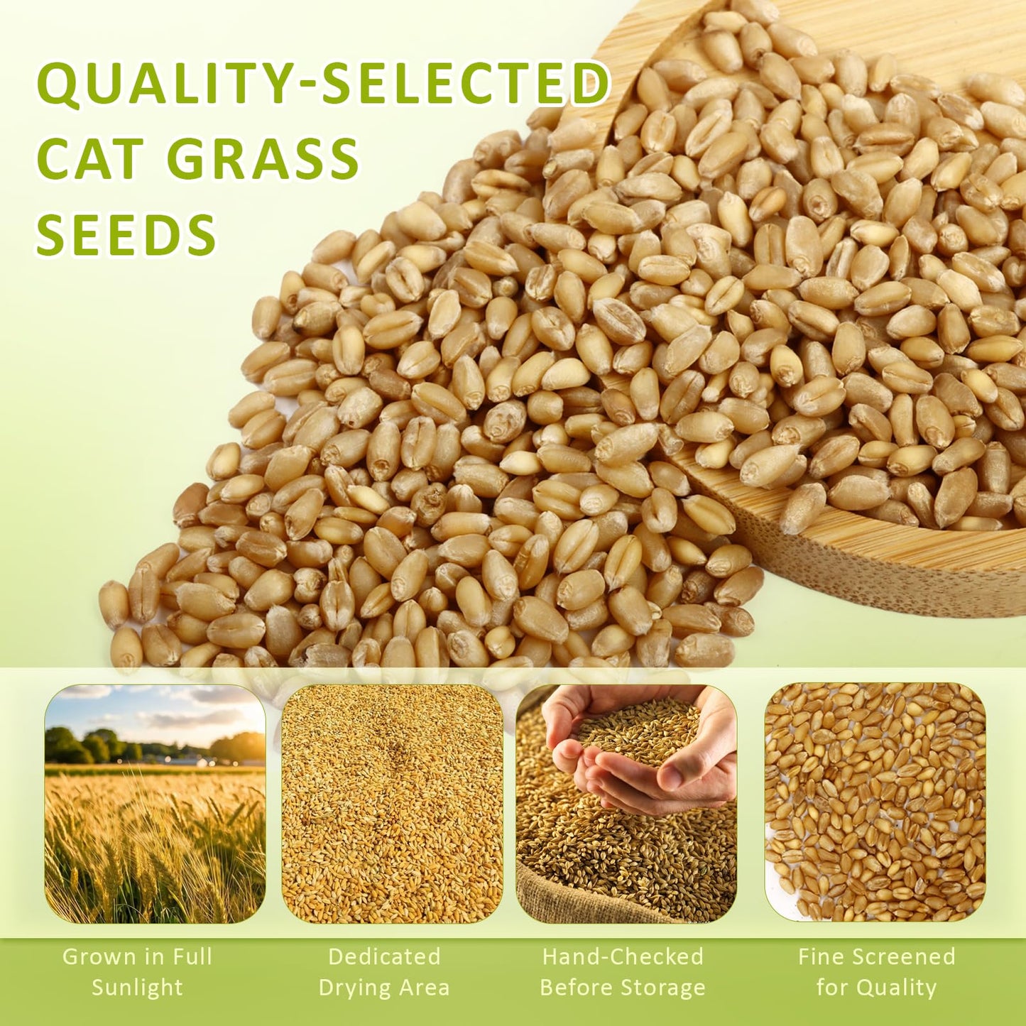 Cat Grass Kit for Indoor Cats with Wooden Planter. Chosen for real quality, fits naturally into