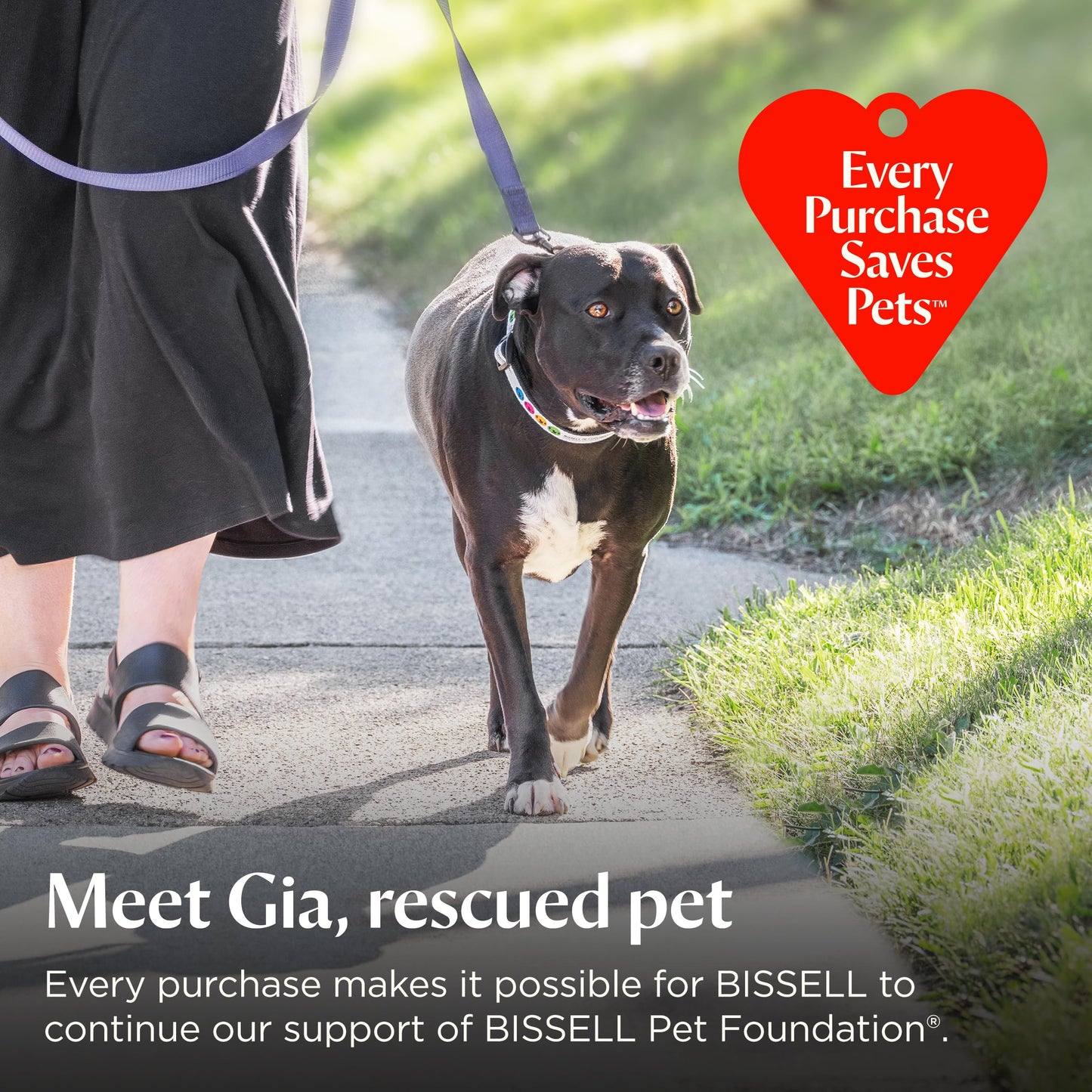 Bissell Pet Hair Eraser Allergen Lift. Chosen for real quality, fits naturally into modern pet