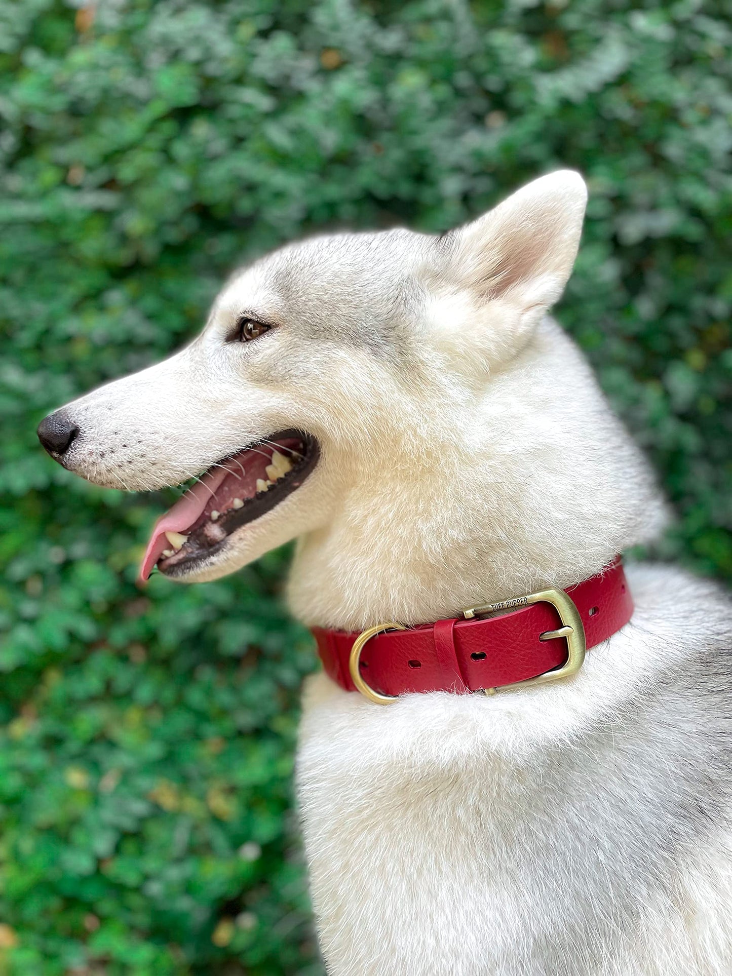 Tuff Pupper Heavy Duty Waterproof Dog Collar for Small. Chosen for real quality, fits naturally