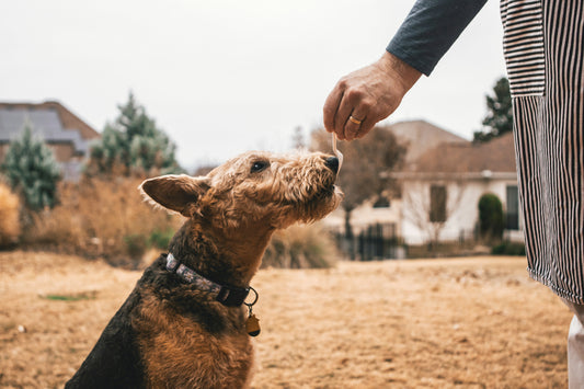 Essential Feeding Tools for Treat Time