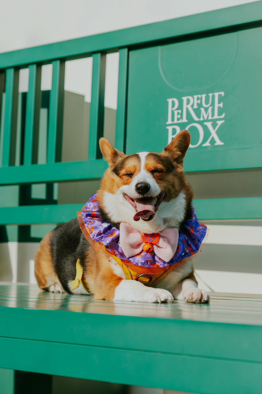 Best Pet Gear for Hiking Adventures