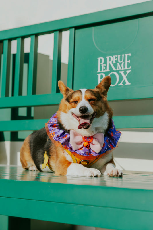 Best Pet Gear for Hiking Adventures