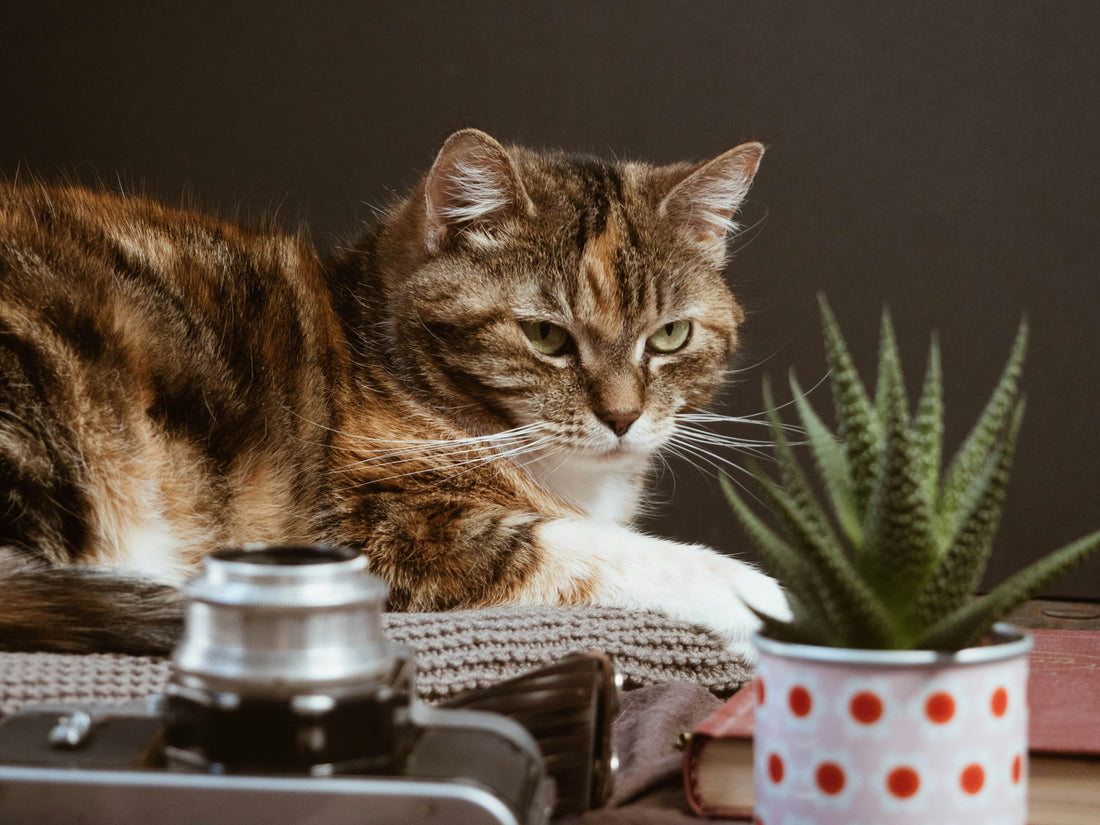 Smart Pet Feeders: The Future of Mealtime