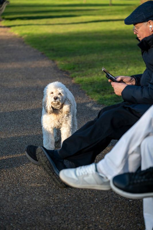 Daily Enrichment Routines That Keep Dogs Happy at Home