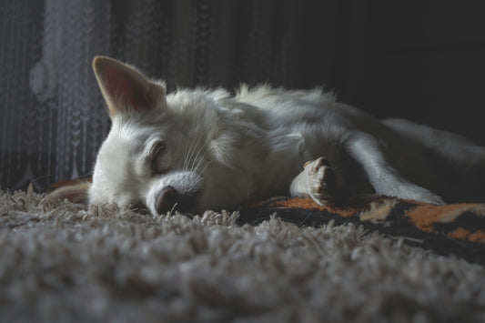How to Keep Pets Comfortable During Summer