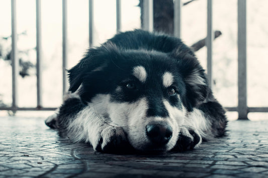 The Best Toys for Senior Dogs and Aging Pets