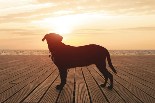Holistic Dog Wellness: Body Mind and Routine