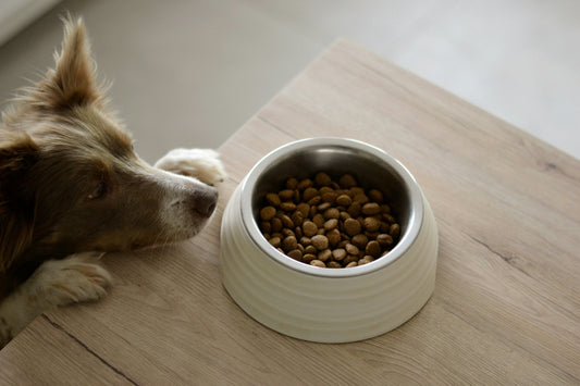 The Benefits of Interactive Dog Toys