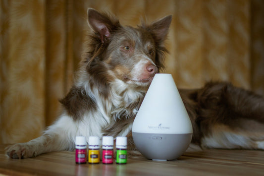 Biometric Pet Care: DNA Testing and Beyond 🧬🐾