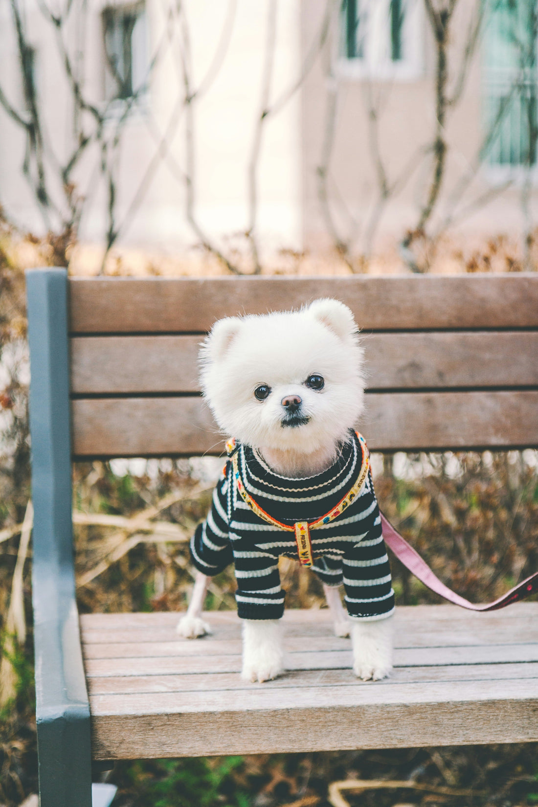 Ultimate Guide to Comfortable Dog Walking Gear