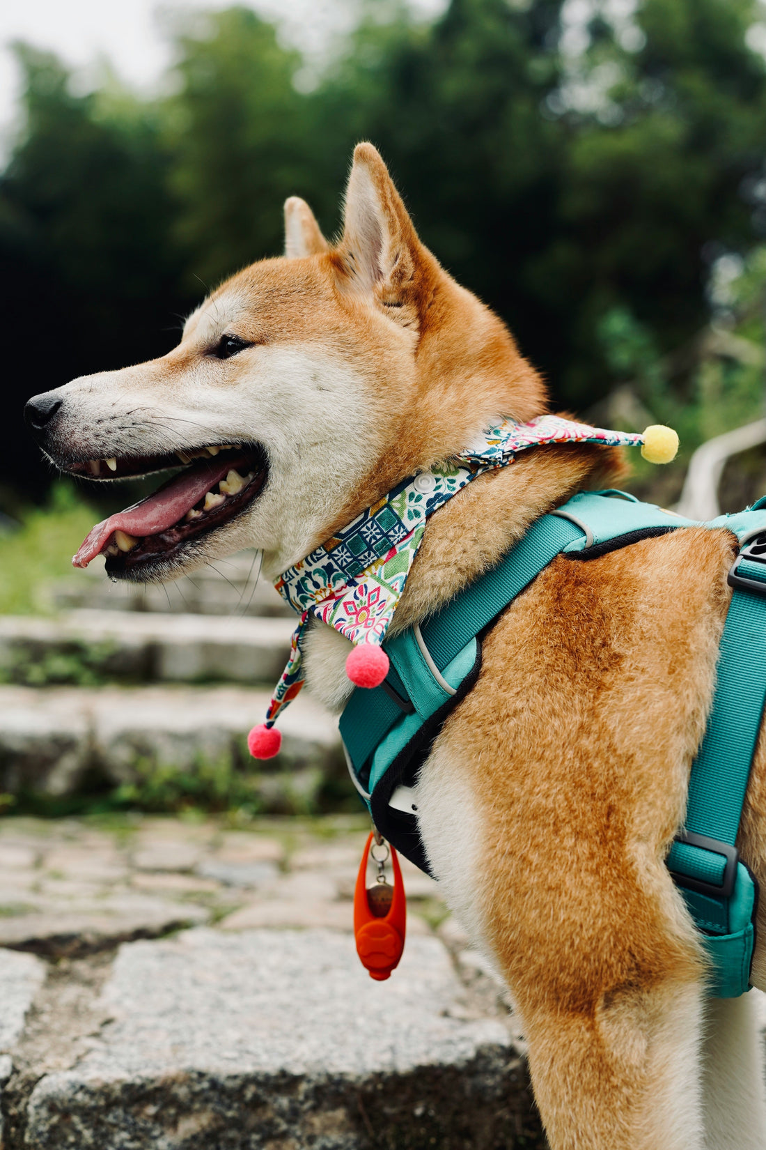 Car Travel Comfort for Dogs in 2026