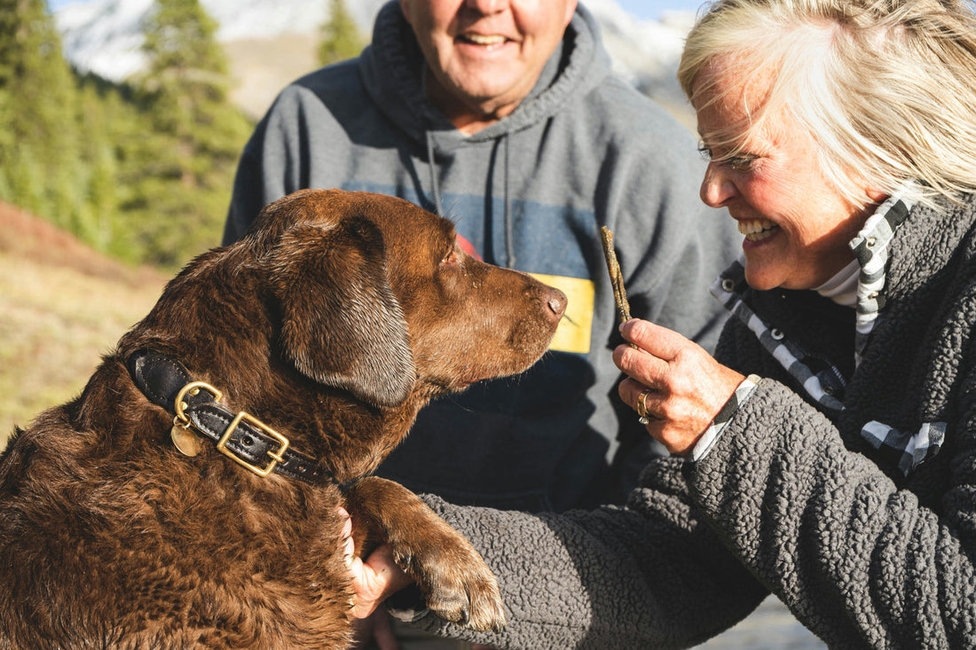 Growing Older Together: Caring for Senior Dogs with Love