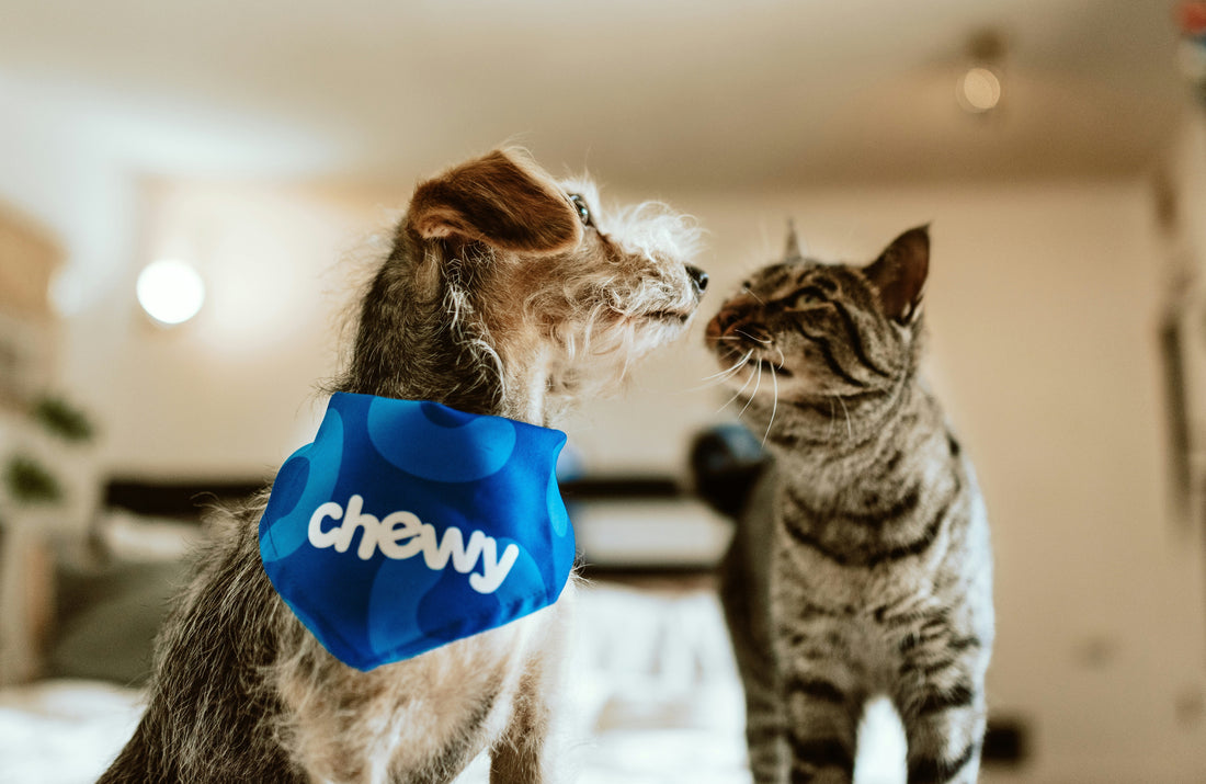 Best Treats for Small Dogs and Cats