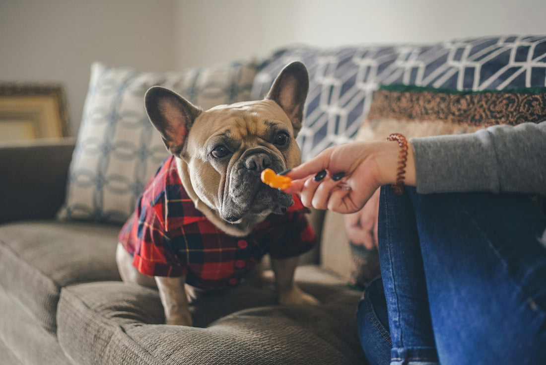 How to Choose Treats for Puppies and Kittens
