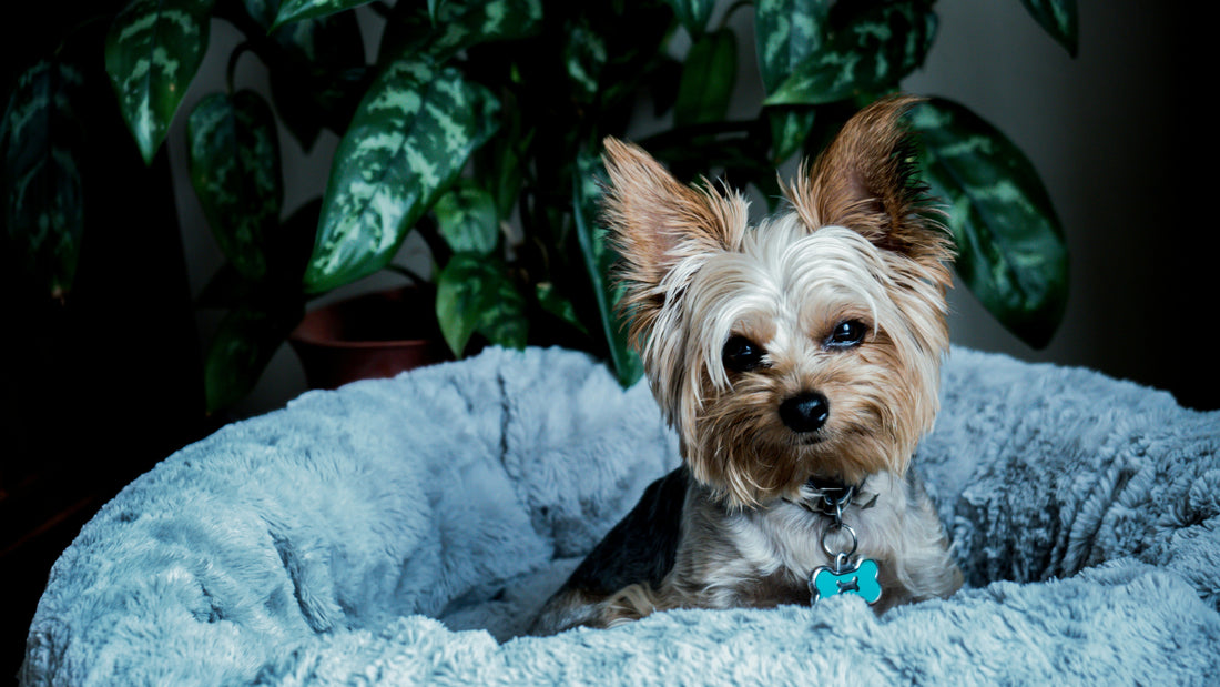 Everyday Dog Essentials Every Urban Home Needs