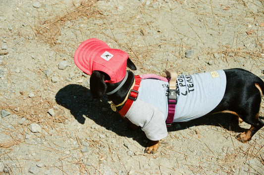 Best Cooling Mats for Dogs in Warm Weather