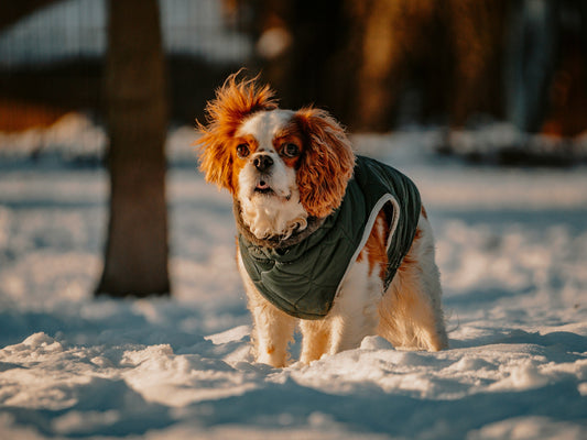 Seasonal Pet Fashion Trends
