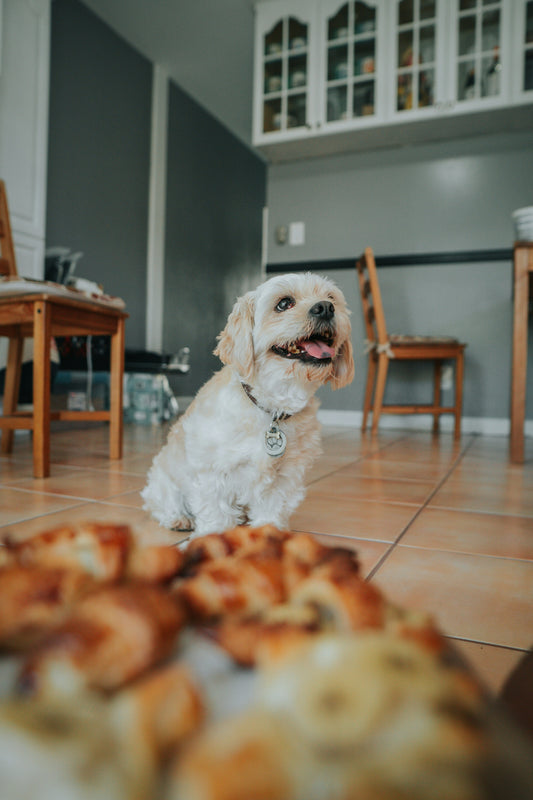 Best Treats That Pets Actually Love