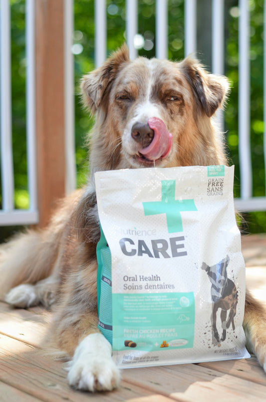 The Importance of Hydration for Dogs