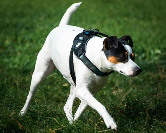 Common Mistakes Dog Owners Make When Choosing Accessories