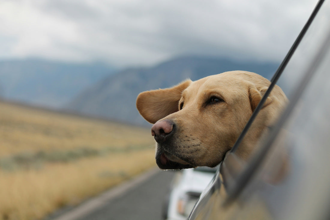 Traveling With Pets: Essentials for Every Journey ✈️🐾