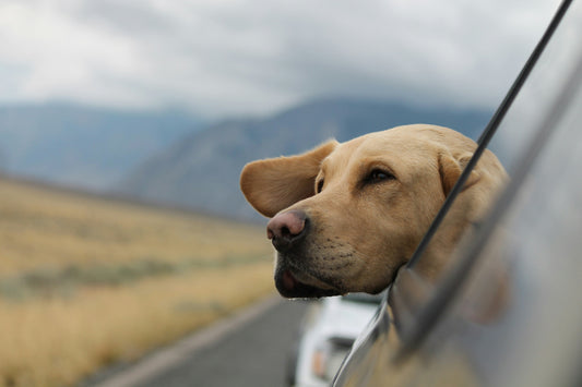 Traveling With Pets: Essentials for Every Journey ✈️🐾