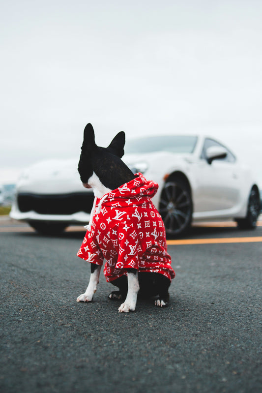 Best Budget Pet Accessories That Actually Work