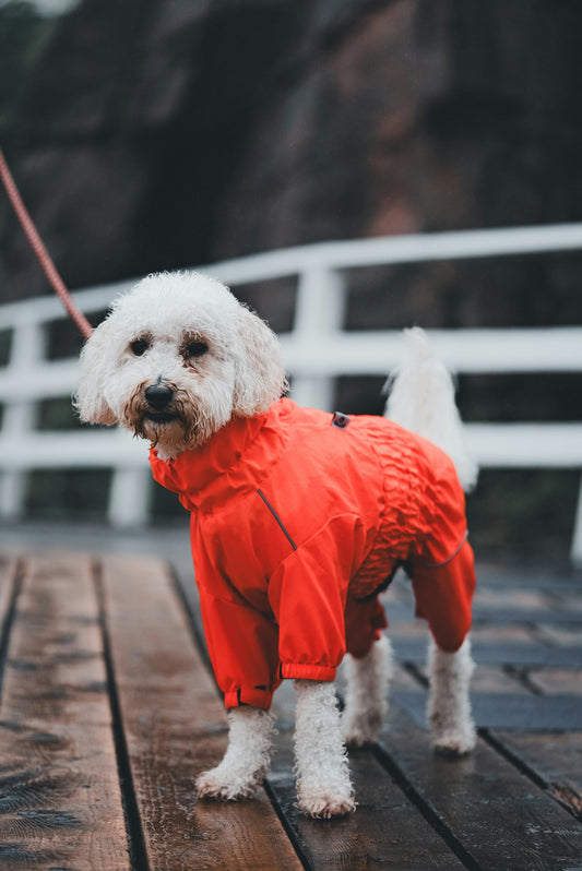 How to Upgrade Your Dog Walking Routine