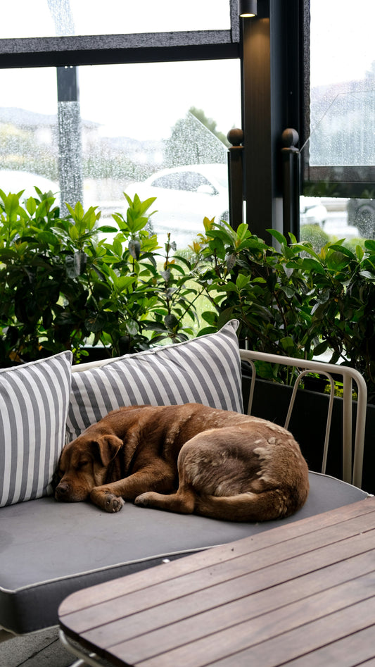 Small Changes That Improve Your Dog’s Daily Comfort