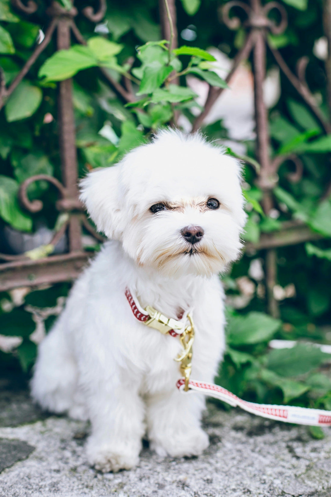 Spring Pet Care Checklist (Complete Guide)