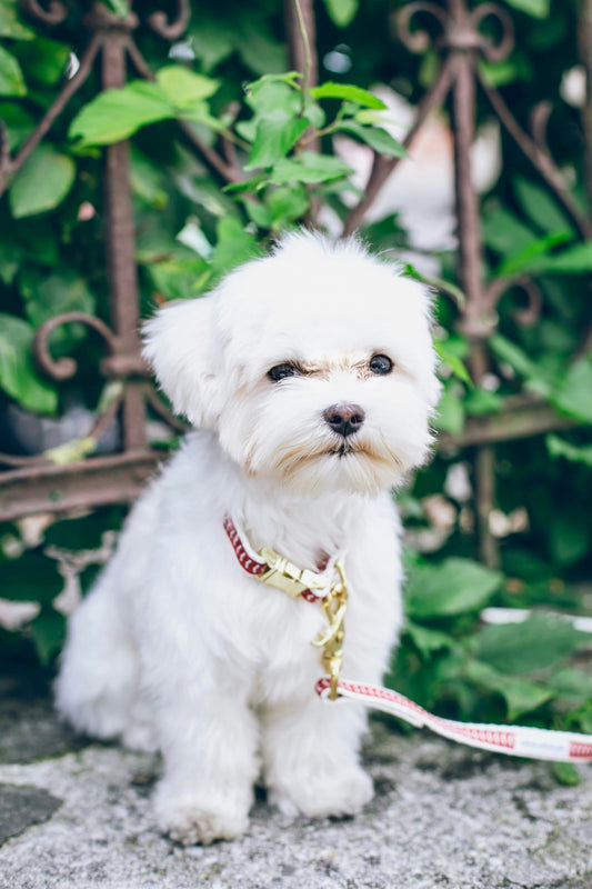 Spring Pet Care Checklist (Complete Guide)