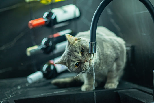 Automatic Water Fountains: Hydration Made Easy 💧🐕
