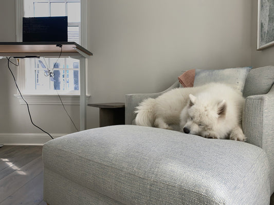 Why Modern Dogs Need More Than Just Cute Products