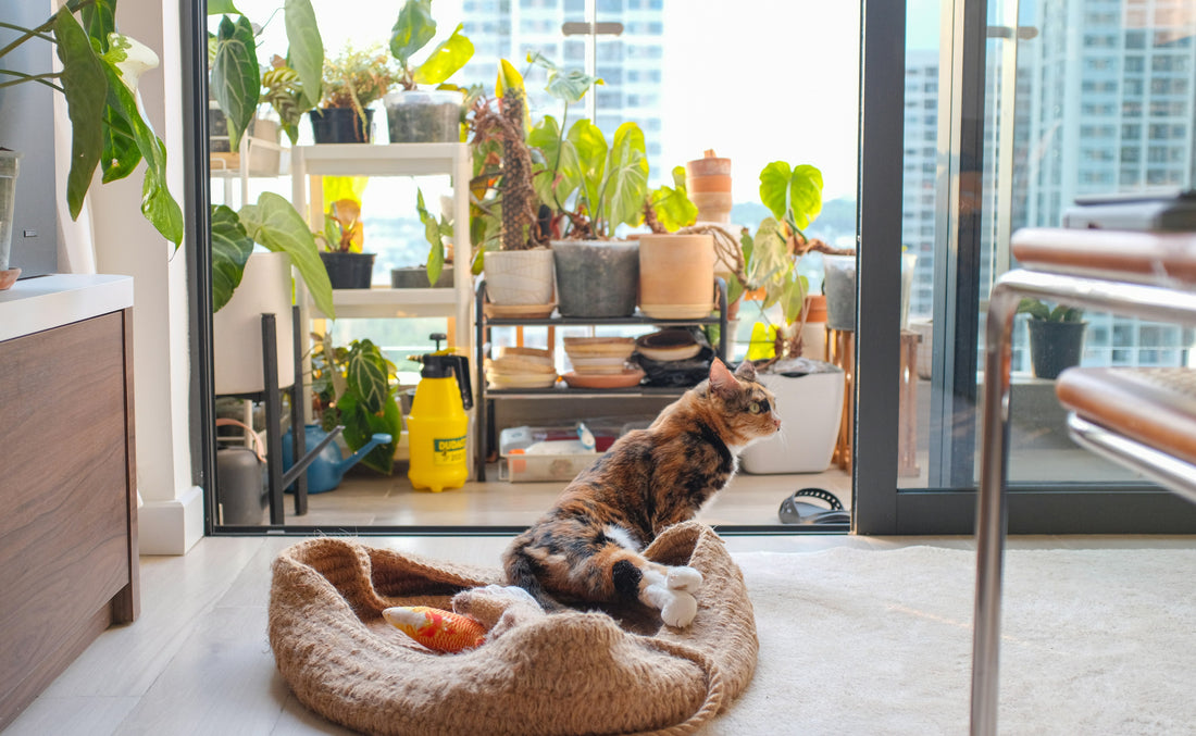 Pet Beds: Comfort Meets Design 🛏️🐶